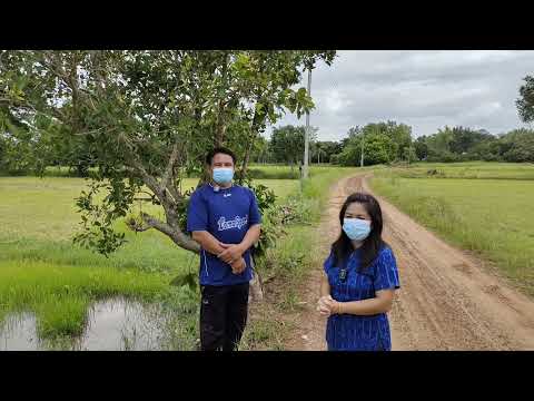 ผลสลากกินแบ่งรัฐบาล วันที่ 1 พย. 2567