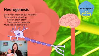 Neurogensis: Developmental Psyc, Physical Dev #4