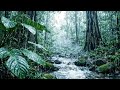 Rainforest Rain Sounds 🌧️ | Deep Jungle Ambience for Sleep, Relaxation & Study