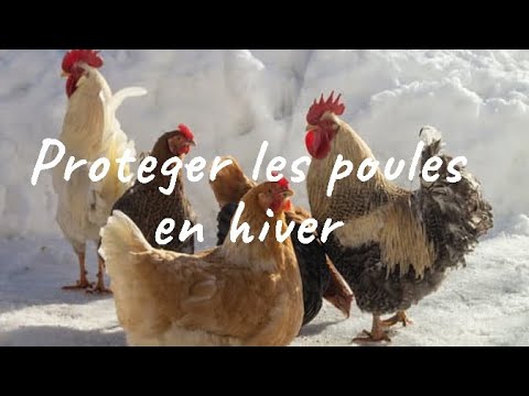 Vidéo: Pour Que Les Poules Se Précipitent En Hiver