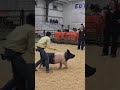 Champion age 11 at the Winter Kickoff this weekend!!! #showpigs #showman #livestock #goviral #viral