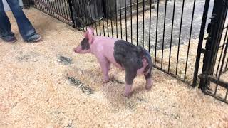 80-3 x gilt