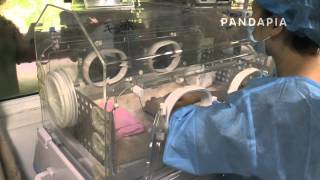 pandapia 20140805-A10-太陽室內-毛毛小仔-飼養員給毛毛小仔量體溫