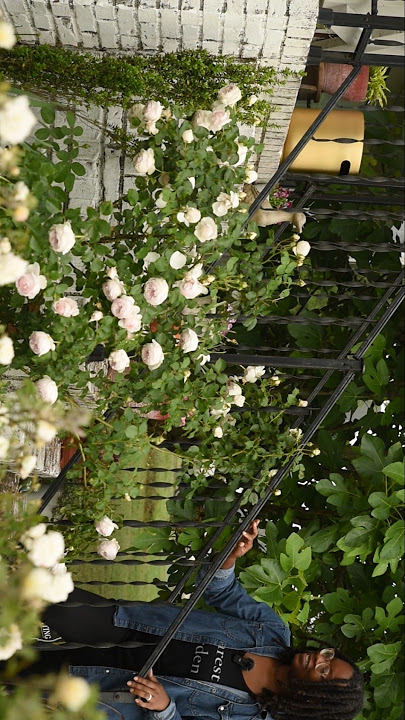 This is the most dreamiest rose ever!!