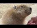 How to Make a Baby Capybara Very Happy  赤ちゃんカピバラをとても幸せにする方法