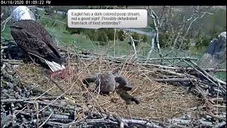 April 16, 2020 - Dark Colored Poop Stream - 21 Day Old Eaglet - NCTC Bald Eagle Nest