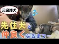 ひとりぼっちでビビリの元保護犬が、先住犬と仲良くなるまでの記録。