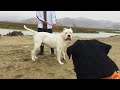 Dogo Argentino, rottweiler & Pitbull Encuentros de Perros - Perros poderosos en las calles