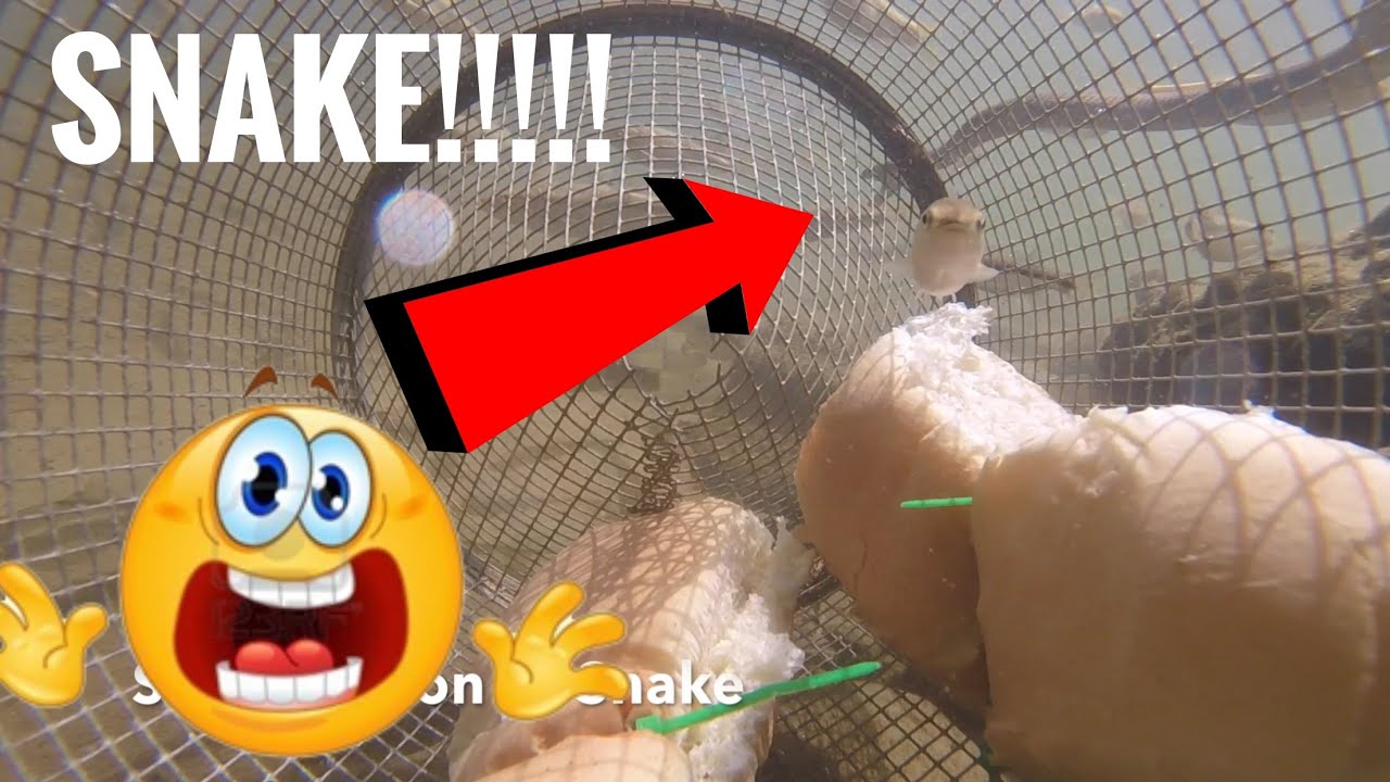GoPro in a Minnow Trap! Minnow & Water Snake Footage! YouTube