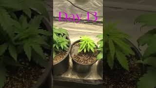 Random bag seed grow ! Transplanting, low stress training, defoliation and pre-flower! S2E3 week 3