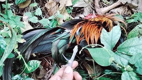 ต่อไก่ป่าหมานๆ,dib qaib qus,