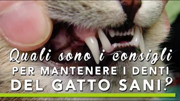 Che denti cambiano i gatti?