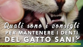 TUTORIAL BAU BOYS - Consigli per mantenere i denti del gatto sani