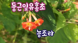 둥근잎유홍초 ~ 다른 물체를 왼쪽으로 감고 올라가는 덩굴식물입니다