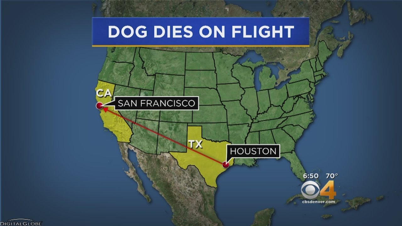 United Airlines flight diverted after dog 'mistakenly' placed on the plane