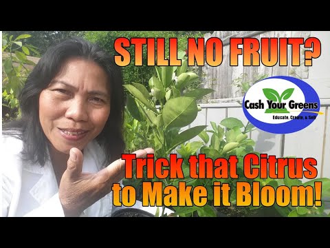 تصویری: فصل گلدهی کامکوات - چرا در درختان کامکوات شکوفه نمی شود