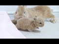 ママの愛情を独り占めするひとりっこ赤ちゃんうさぎ