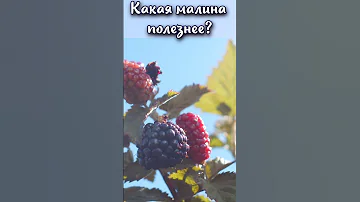 Какая малина полезнее замороженная или варёная? #shorts