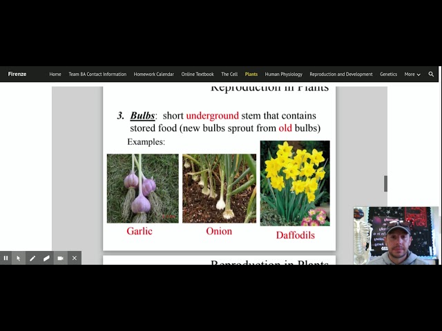 Asexual Reproduction In Plants With Bulbs Asexual Reproduction In