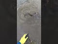 会社帰りのナマズ釣り Catfish fishing on the way home from work
