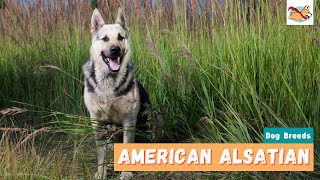 American Alsatian: Everything You Should Know About This Family Dog!