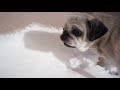ベランダの雪をガチ食いするパグ！Pug