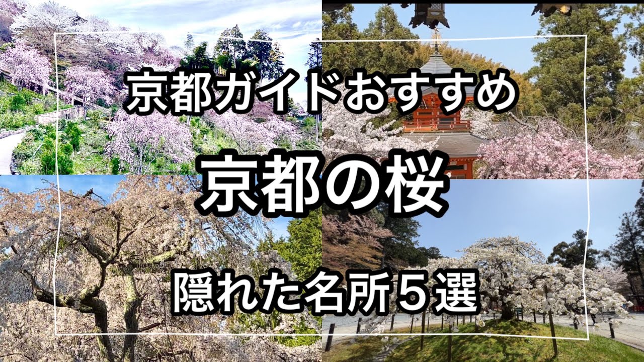 Kyoto's hidden cherry blossom spots] 5 famous cherry blossom spots