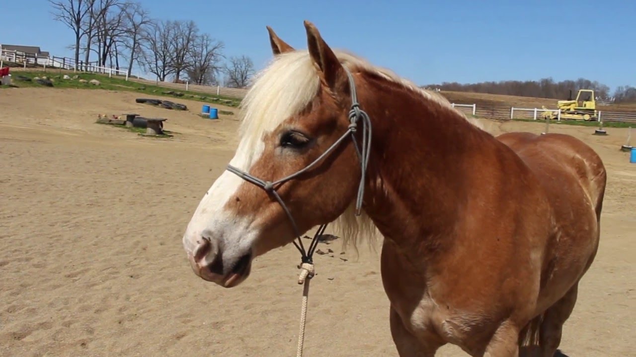 Haflinger In Not Haflinger In Not
