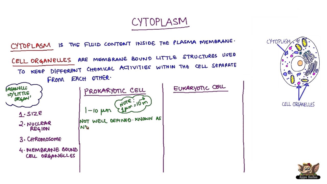 Cytoplasm - YouTube