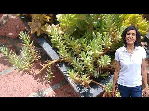 Vidéo: Est Stringy Stonecrop Invasive - Cultiver des plantes Stringy Stonecrop qui se propagent