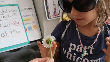 Bees, Pollination Explained