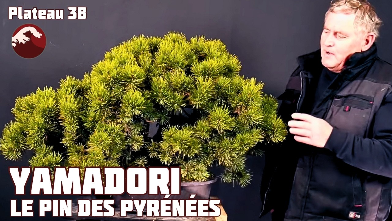 Pin à Crochet en Bonsaï - Napoléon - Épisode 1🌱 NEJIKAN BONSAI 🌱