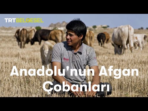 Video: Anadolu çobanları hürərmi?