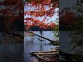 Autumn memory