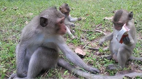 Whether Monkey Cake, MONKEY CAKE TOPPER using gum paste or polymer clay