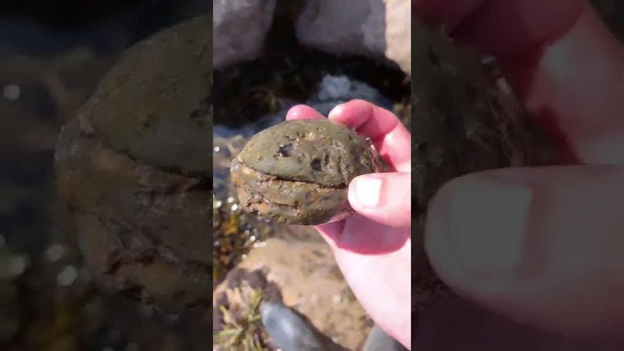 Jurassic Ammonite Saved From RockPool