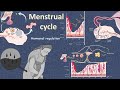 Menstrual cycle : hormonal regulation at the cellular and molecular level
