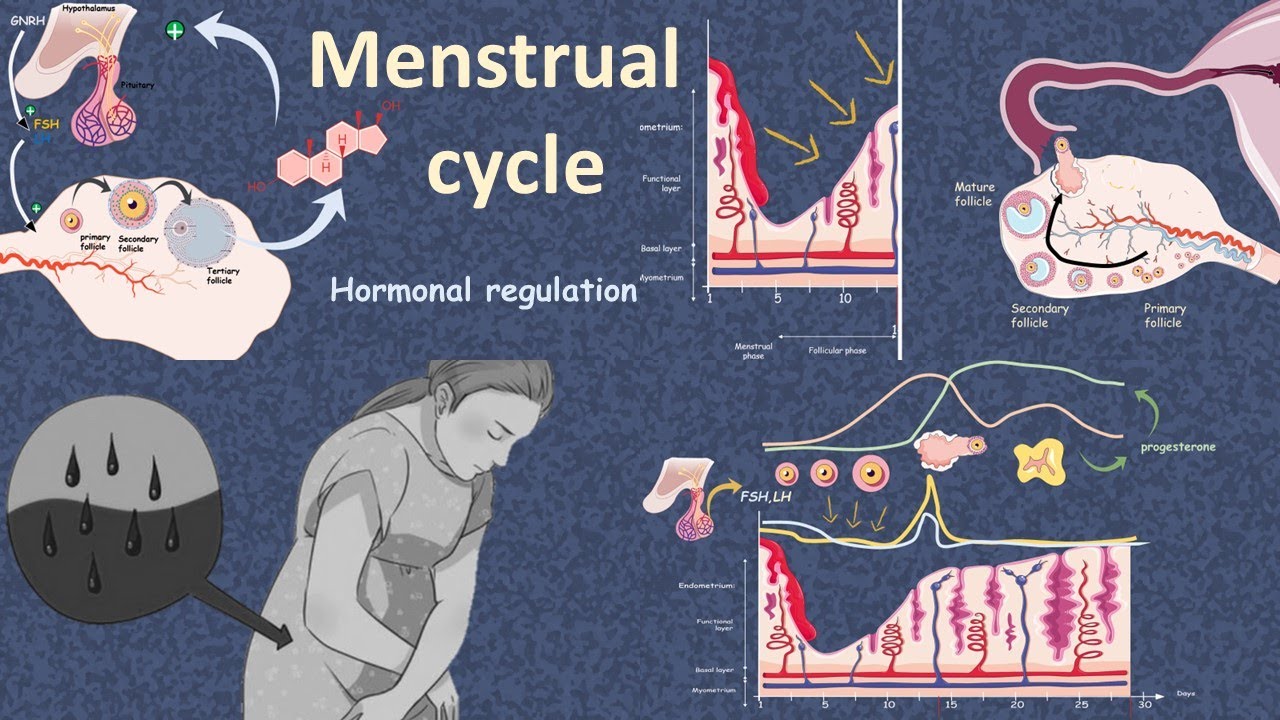 Menstrual Cycle : Hormonal Regulation At The Cellular And Molecular Level