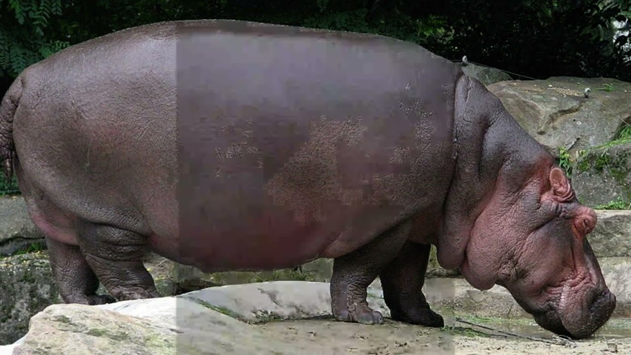 Colossal is Crazy - I Wanna Be The Boshy (#1) [Full VOD 07-06-2018]