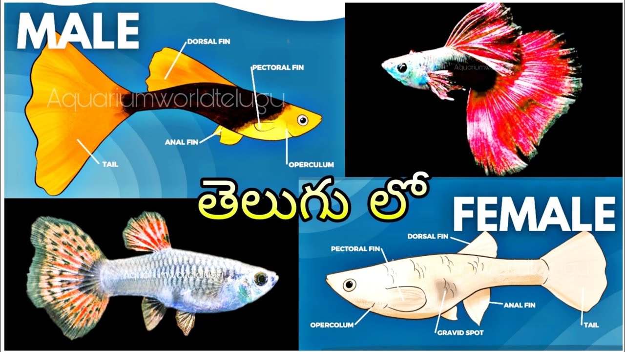 Guppy Fish Male & Female identification in telugu How to do Guppy