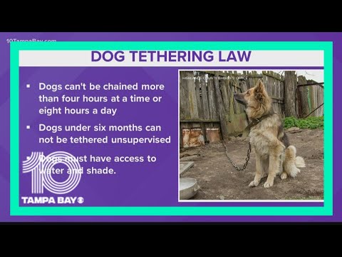 Video: Tidak Ada Lagi Anjing Tethering Tetap Springfield, Missouri