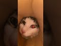 Let’s get little closer #fyp #funny #cat