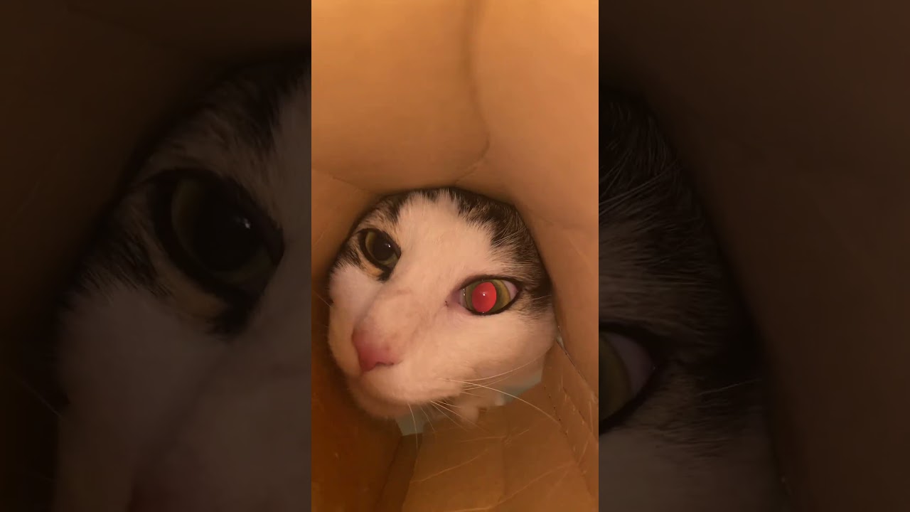 Let’s get little closer #fyp #funny #cat