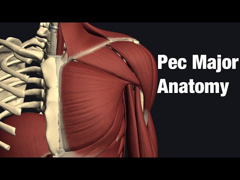 Anatomy and function of pectoralis major (English)