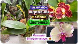 видео: Растёт лист от такого полива! Почему желтеет цветонос у орхидеи? Пересадка, цветущие орхидеи #orchid картинка: Растёт лист от такого полива! Почему желтеет цветонос у орхидеи? Пересадка, цветущие орхидеи #orchid