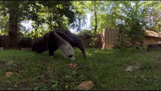 360 Zoo - En Dan Is De Miereneter Net Iets Té Enthousiast Over De 360 Camera In Zoo Planckendael