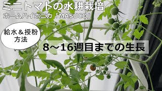 【ミニトマト水耕栽培】ホームハイポニカ「MASUCO」vol.3/種から育てる/8週目～16週目の定点観測と給水＆授粉方法/水耕栽培キット