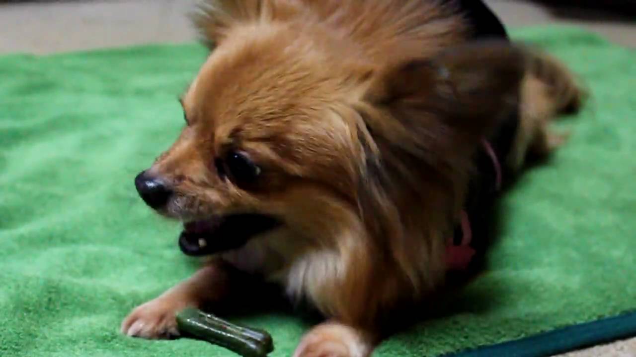 おやつを食べてる愛犬(チワワ×パピヨン)【EOS Kiss X3 HD動画試し撮り】