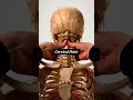Cervical point exercises #physiotherapy #hijamacupping #relax #acupressure