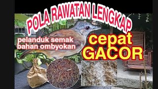 CARA MERAWAT PELANDUK SEMAK BAHAN CEPAT GACOR